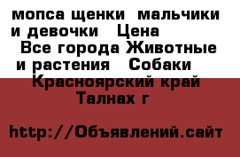 мопса щенки -мальчики и девочки › Цена ­ 25 000 - Все города Животные и растения » Собаки   . Красноярский край,Талнах г.